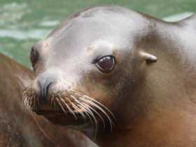 Фото Калифорнийский морской лев