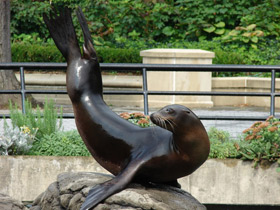 Фото Калифорнийский морской лев