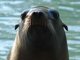 Фото Калифорнийский морской лев