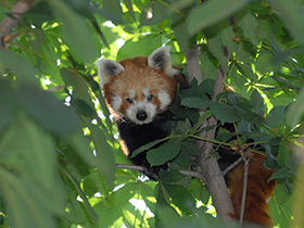 Малая Панда