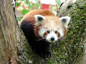 Малая Панда