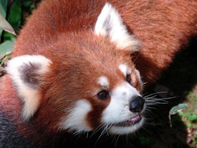 Смотреть фото Малая Панда Фото Малая Панда