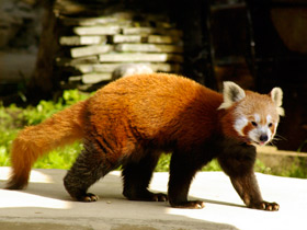 Смотреть фото Малая Панда Фото Малая Панда