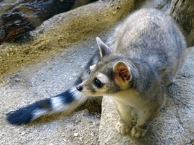 Смотреть фото Североамериканский какомицли Фото Североамериканский какомицли