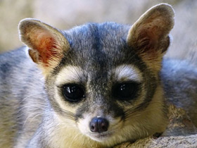 Смотреть фото Североамериканский какомицли Фото Североамериканский какомицли