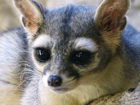 Смотреть фото Североамериканский какомицли Фото Североамериканский какомицли