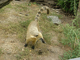 Смотреть фото Обыкновенная носуха Фото Обыкновенная носуха