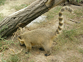 Смотреть фото Обыкновенная носуха Фото Обыкновенная носуха