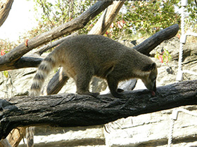 Смотреть фото Обыкновенная носуха Фото Обыкновенная носуха