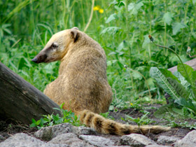 Смотреть фото Обыкновенная носуха Фото Обыкновенная носуха