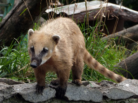Смотреть фото Обыкновенная носуха Фото Обыкновенная носуха