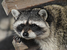 Фото Енот-полоскун