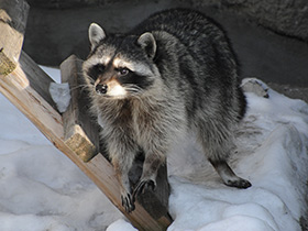 Фото Енот-полоскун