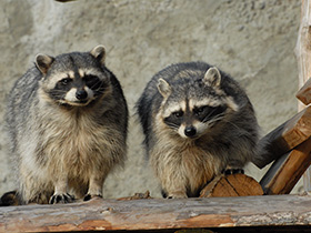 Фото Енот-полоскун