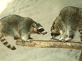 Фото Енот-полоскун