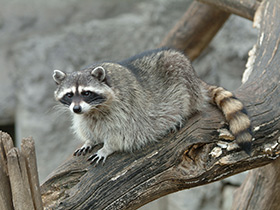 Фото Енот-полоскун