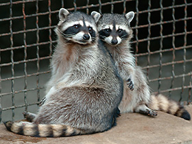 Фото Енот-полоскун