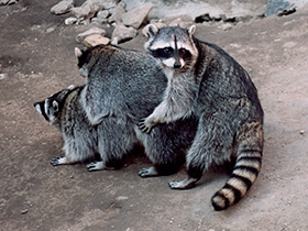 Фото Енот-полоскун