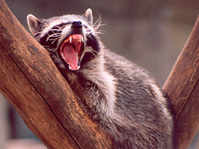 Фото Енот-полоскун