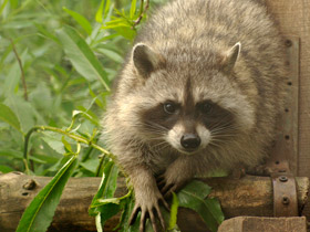 Фото Енот-полоскун
