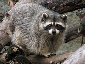 Фото Енот-полоскун