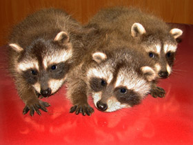 Енот-полоскун