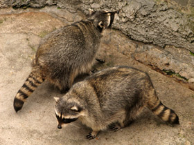 Фото Енот-полоскун