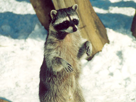 Фото Енот-полоскун