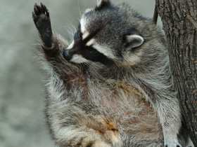 Фото Енот-полоскун