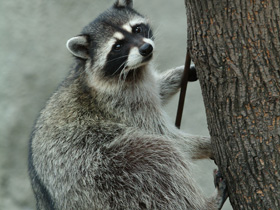 Фото Енот-полоскун