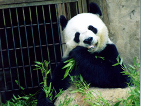 Фото Большая панда (Бамбуковый медведь)