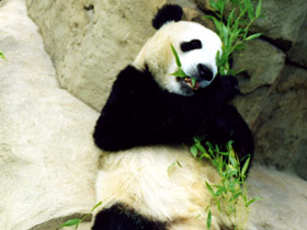 Большая панда (Бамбуковый медведь)