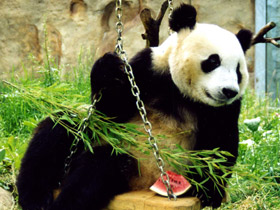 Большая панда (Бамбуковый медведь)