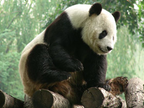 Фото Большая панда (Бамбуковый медведь)