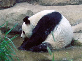 Большая панда (Бамбуковый медведь)