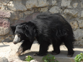Смотреть фото Губач Фото Губач