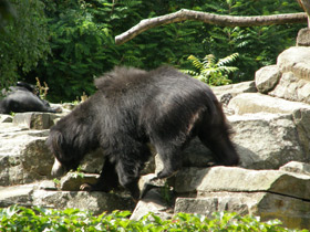 Смотреть фото Губач Фото Губач