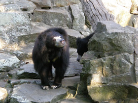 Смотреть фото Губач Фото Губач