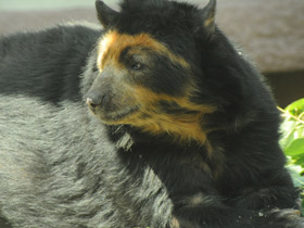 Смотреть фото Очковый медведь Фото Очковый медведь