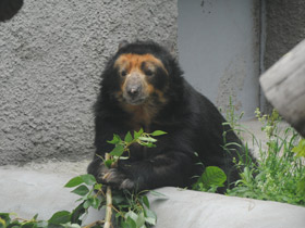 Смотреть фото Очковый медведь Фото Очковый медведь