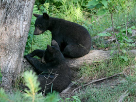 Смотреть фото Американский черный медведь Фото Американский черный медведь