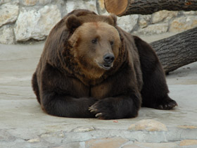 Бурый медведь