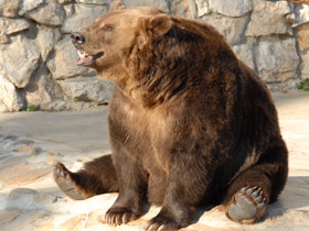 Смотреть фото Бурый медведь Фото Бурый медведь