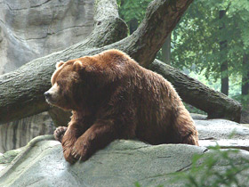 Бурый медведь