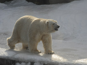 Смотреть фото Белый медведь Фото Белый медведь