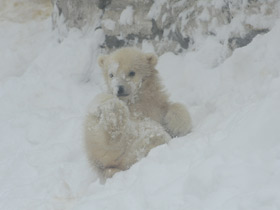 Белый медведь
