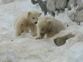 Белый медведь