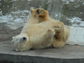 Смотреть фото Белый медведь Фото Белый медведь