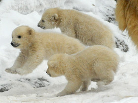 Белый медведь