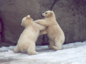 Белый медведь